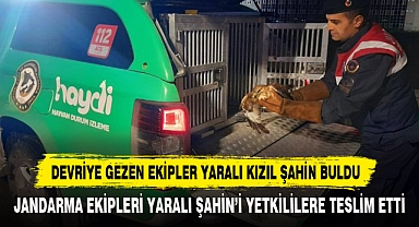 Devriye Gezen Ekipler Yaralı Kızıl Şahin Buldu