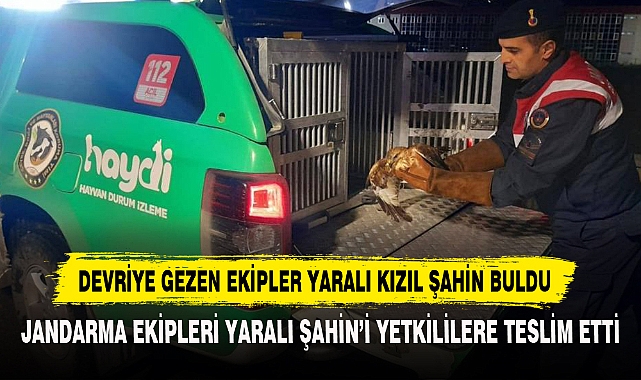 Devriye Gezen Ekipler Yaralı Kızıl Şahin Buldu