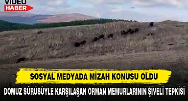 Domuz Sürüsüyle Karşılaşan Orman Memurlarının Şiveli Tepkisi