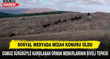 Domuz Sürüsüyle Karşılaşan Orman Memurlarının Şiveli Tepkisi