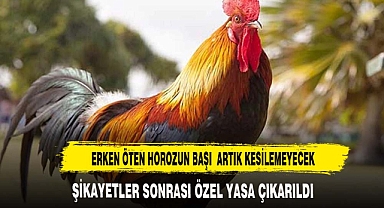 ERKEN ÖTEN HOROZUN BAŞI ARTIK KESİLEMEYECEK