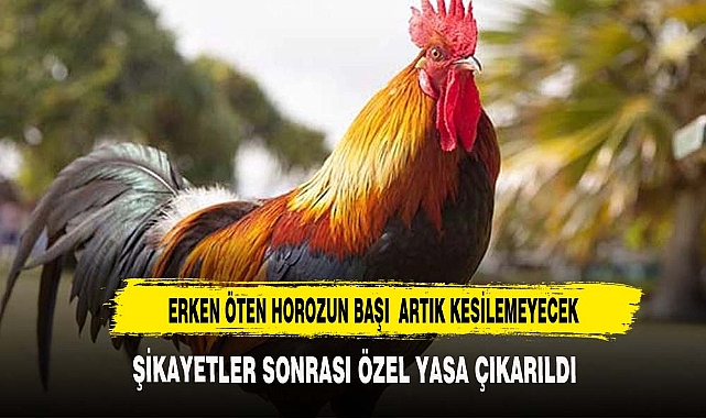 ERKEN ÖTEN HOROZUN BAŞI ARTIK KESİLEMEYECEK