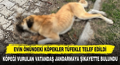 Evin Önündeki Köpekler Tüfekle Telef Edildi