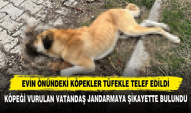 Evin Önündeki Köpekler Tüfekle Telef Edildi