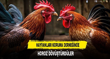 HAYVANLARI KORUMA DERNEĞİNDE HOROZ DÖVÜŞTÜRDÜLER