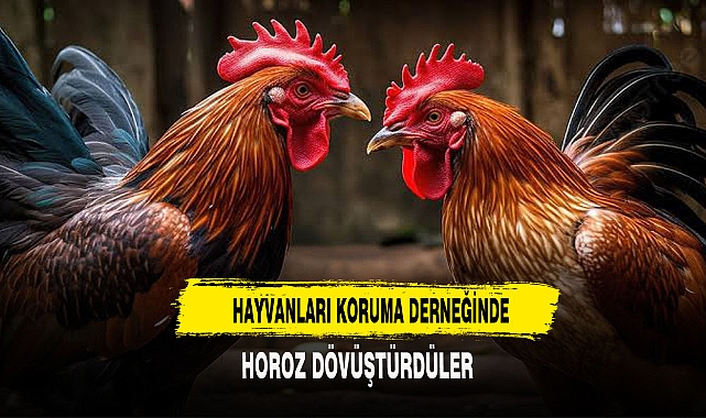 HAYVANLARI KORUMA DERNEĞİNDE HOROZ DÖVÜŞTÜRDÜLER