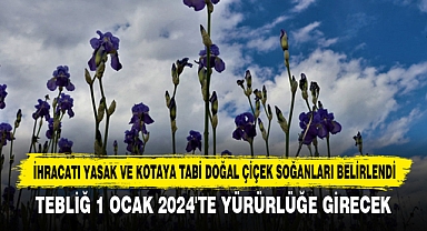 İhracatı Yasak Ve Kotaya Tabi Doğal Çiçek Soğanları Belirlendi