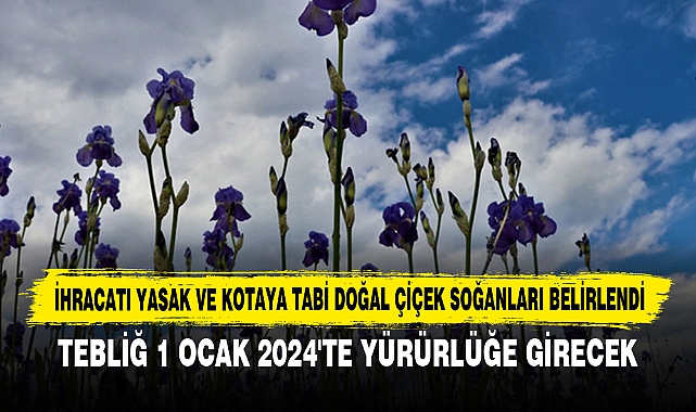 İhracatı Yasak Ve Kotaya Tabi Doğal Çiçek Soğanları Belirlendi