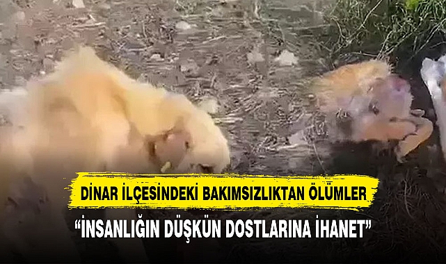 "İnsanlığın Düşkün Dostlarına İhanet:  Dinar ilçesinde Barınaklardaki Bakımsızlık ve Ölümler"