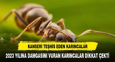 Kanseri idrarda tespit eden karıncalar 2023’e damga vurdu!