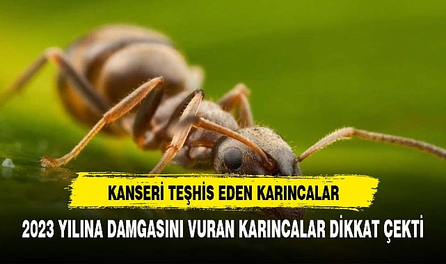 Kanseri idrarda tespit eden karıncalar 2023’e damga vurdu!