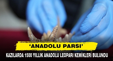 Kazılarda 1500 Yıllık Anadolu Leoparı Kemikleri Bulundu
