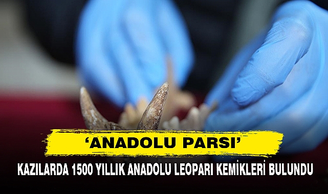 Kazılarda 1500 Yıllık Anadolu Leoparı Kemikleri Bulundu