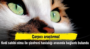 Kedi sahibi olma ile şizofreni hastalığı arasında bağlantı bulundu