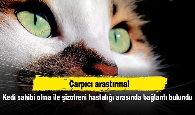 Kedi sahibi olma ile şizofreni hastalığı arasında bağlantı bulundu