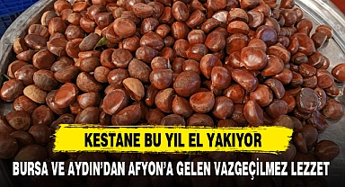 KESTANE BU YIL EL YAKIYOR