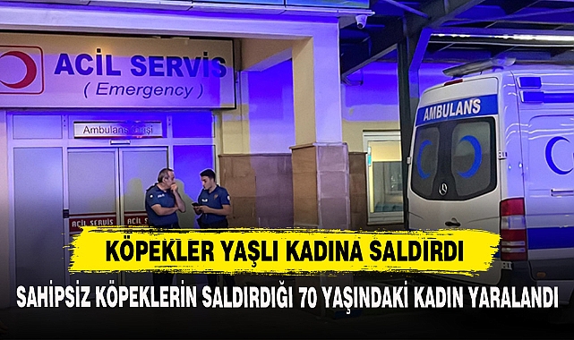 Köpekler Yaşlı Kadına Saldırdı