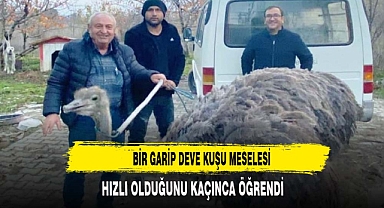 Kütahya'da sahibinden kaçan deve kuşu kara yoluna çıktı