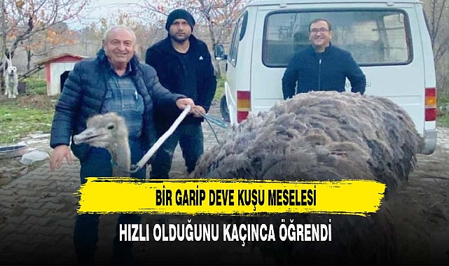 Kütahya'da sahibinden kaçan deve kuşu kara yoluna çıktı