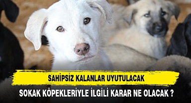 SAHİPSİZ KALAN KÖPEKLER UYUTULACAK !