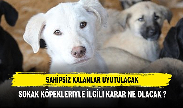 SAHİPSİZ KALAN KÖPEKLER UYUTULACAK !