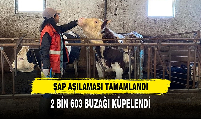 ŞAP AŞILAMASI TAMAMLANDI
