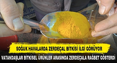 SOĞUK HAVALARDA ZERDEÇAL BİTKİSİ İLGİ GÖRÜYOR