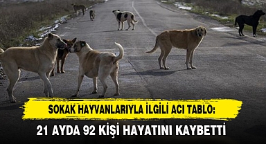 Sokak Hayvanlarıyla İlgili Acı Tablo:21 Ayda 92 Kişi Hayatını Kaybetti