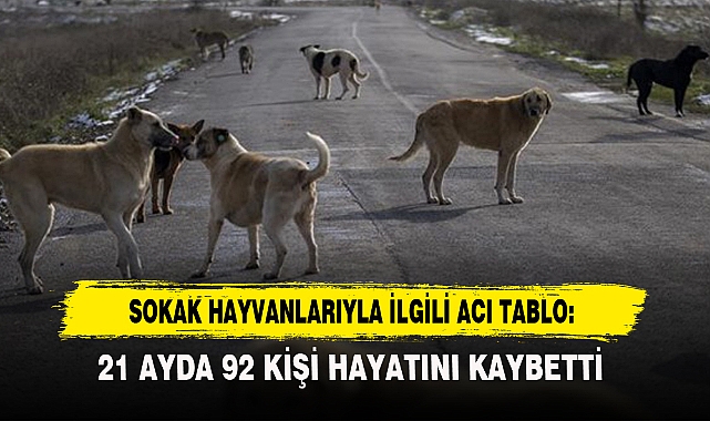 Sokak Hayvanlarıyla İlgili Acı Tablo:21 Ayda 92 Kişi Hayatını Kaybetti