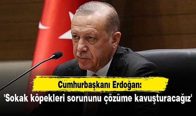 'Sokak köpekleri sorununu çözüme kavuşturacağız'