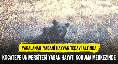 Yaralanan ayı Kocatepe Üniversitesinde tedavi altına alındı
