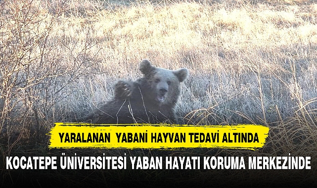 Yaralanan ayı Kocatepe Üniversitesinde tedavi altına alındı