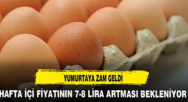 YUMURTAYA ZAM GELDİ
