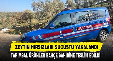 ZEYTİN HIRSIZLARI SUÇÜSTÜ YAKALANDI