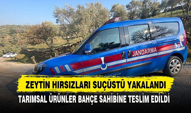 ZEYTİN HIRSIZLARI SUÇÜSTÜ YAKALANDI
