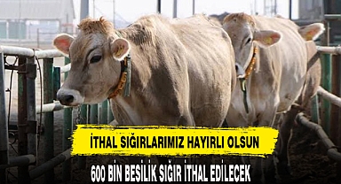 600 BİN İTHAL SIĞIR İTHAL EDİLECEK