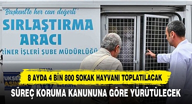 8 Ayda 4 Bin 800 Sokak Hayvanı Toplatılacak
