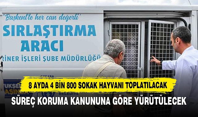 8 Ayda 4 Bin 800 Sokak Hayvanı Toplatılacak