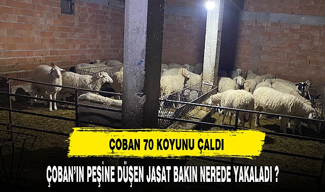 AFYON'DA BİR ÇOBAN 70 KOYUNU ÇALDI