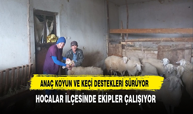 Anaç Koyun ve Keçi Destekleri Sürüyor. Hocalarda Ekipler Çalışıyor