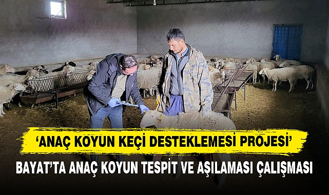 Bayat’ta Anaç Koyun Tespit Ve Aşılaması Çalışması