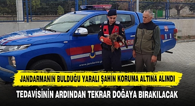 Jandarmanın Bulduğu Yaralı Şahin Koruma Altına Alındı