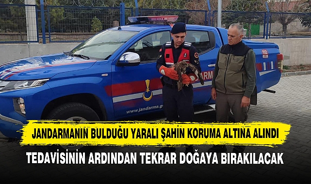 Jandarmanın Bulduğu Yaralı Şahin Koruma Altına Alındı