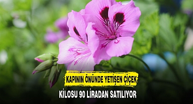 KİLOSU 90 LİRADAN SATILIYOR