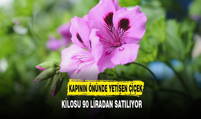 KİLOSU 90 LİRADAN SATILIYOR