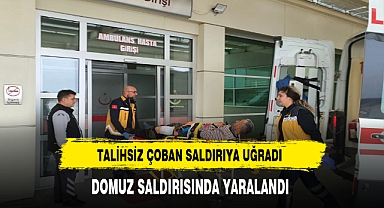 Talihsiz Adam Az Daha Canından Oluyordu. Domuzların Saldırısında Yaralandı