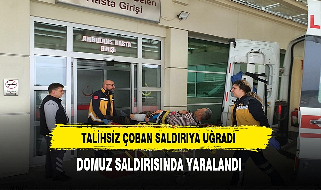 Talihsiz Adam Az Daha Canından Oluyordu. Domuzların Saldırısında Yaralandı