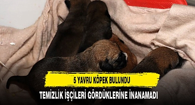 Temizlik işçileri çöp konteynerinde 5 yavru köpek buldu