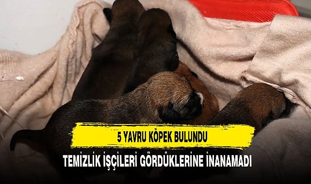 Temizlik işçileri çöp konteynerinde 5 yavru köpek buldu