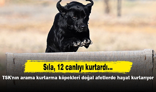 TSK'nın arama kurtarma köpekleri doğal afetlerde hayat kurtarıyor